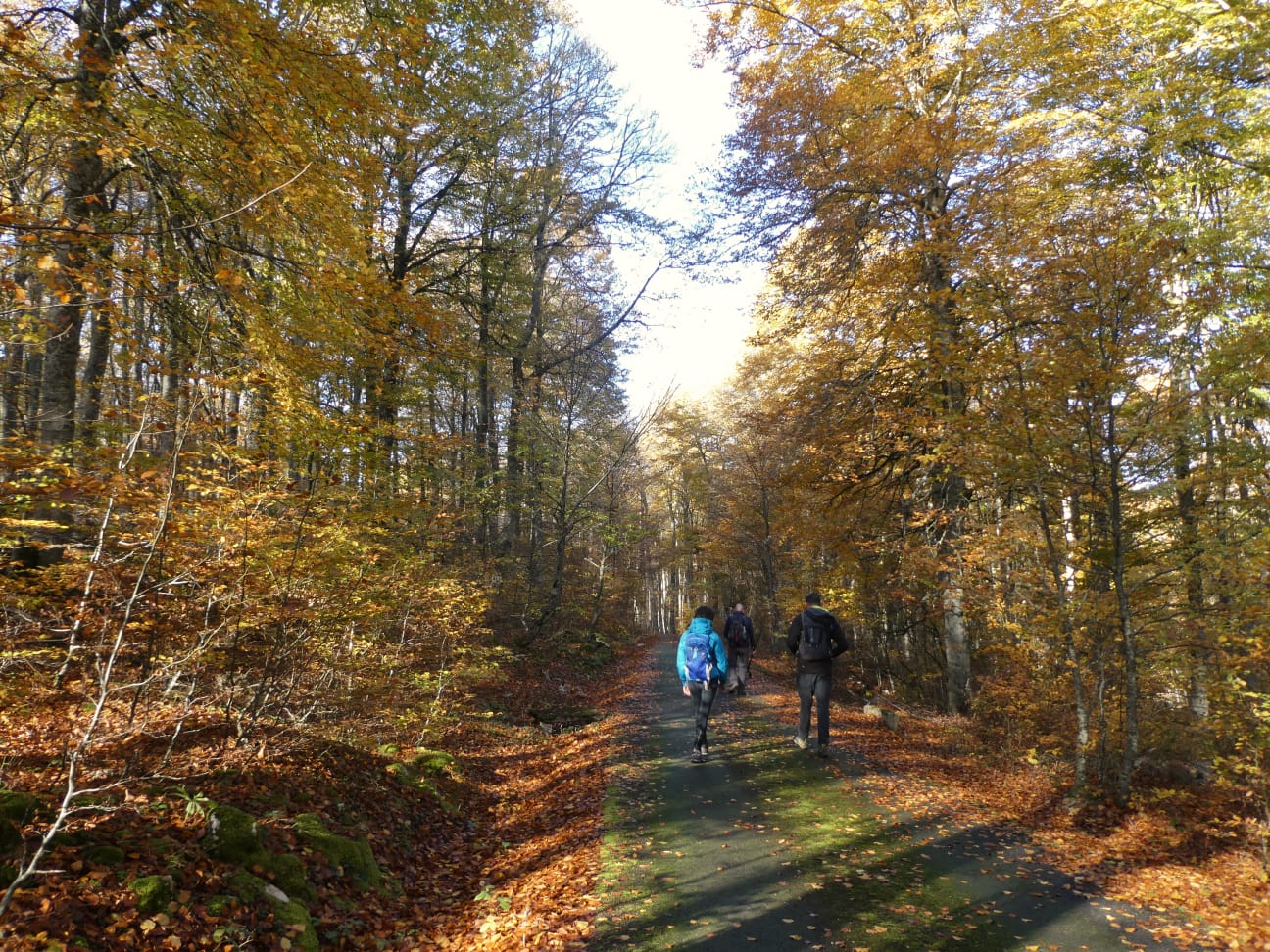 IMG-20221113-WA0011